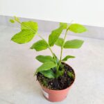 Hoja / Hoya Polyneura - obrazek 4