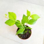 Hoja / Hoya Polyneura - obrazek 3