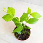 Hoja / Hoya Polyneura