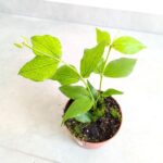 Hoja / Hoya Polyneura - obrazek 7