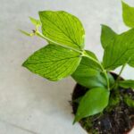 Hoja / Hoya Polyneura - obrazek 5