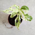 Monstera frozen freckles S - obrazek 2