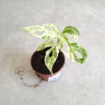 Monstera frozen freckles S - obrazek 5