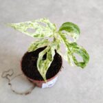 Monstera frozen freckles S - obrazek 4