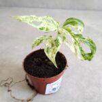 Monstera frozen freckles S - obrazek 3