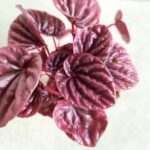 Peperomia Caperata Red Luna - obrazek 2