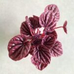 Peperomia Caperata Red Luna - obrazek 6