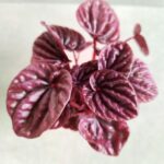 Peperomia Caperata Red Luna