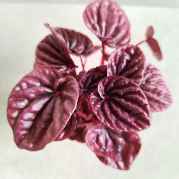 peperomia caperata red luna (3) Peperomia Caperata Red Luna - obrazek 1