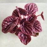 Peperomia Caperata Red Luna - obrazek 4
