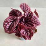 Peperomia Caperata Red Luna - obrazek 3