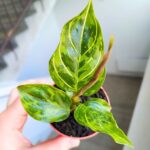 Aglaonema Red Army