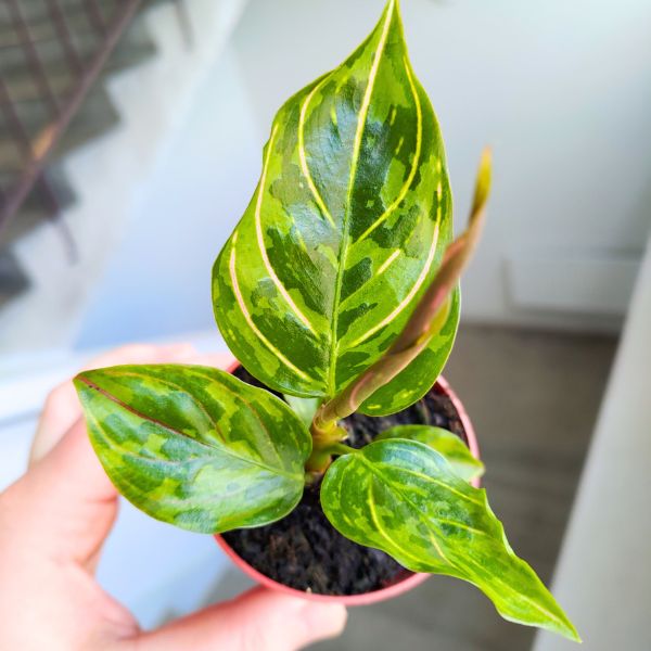 aglaonema army red (1) Aglaonema Red Army - obrazek 1