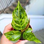 Aglaonema Red Army - obrazek 3