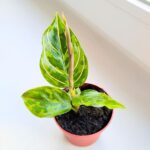 Aglaonema Red Army - obrazek 4