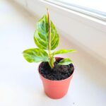Aglaonema Red Army - obrazek 5
