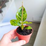Aglaonema Red Army - obrazek 6