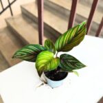 Calathea Beauty Star S / Kalatea - obrazek 6