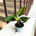 Calathea Beauty Star S / Kalatea - obrazek 4