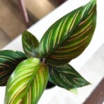 Calathea Beauty Star S / Kalatea - obrazek 3