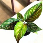 Calathea Beauty Star S / Kalatea - obrazek 5