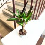 Kroton na pniu / Codiaeum Pictum Variegatum EXCURRENS