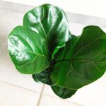 Ficus lyrata / Fikus dębolistny - obrazek 5