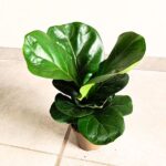 Ficus lyrata / Fikus dębolistny - obrazek 3