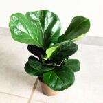 Ficus lyrata / Fikus dębolistny