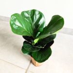 Ficus lyrata / Fikus dębolistny - obrazek 4