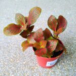 Fittonia Mosaic Red - łatwa w uprawie - obrazek 5