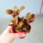 Fittonia Mosaic Red - łatwa w uprawie - obrazek 4