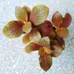 Fittonia Mosaic Red - łatwa w uprawie