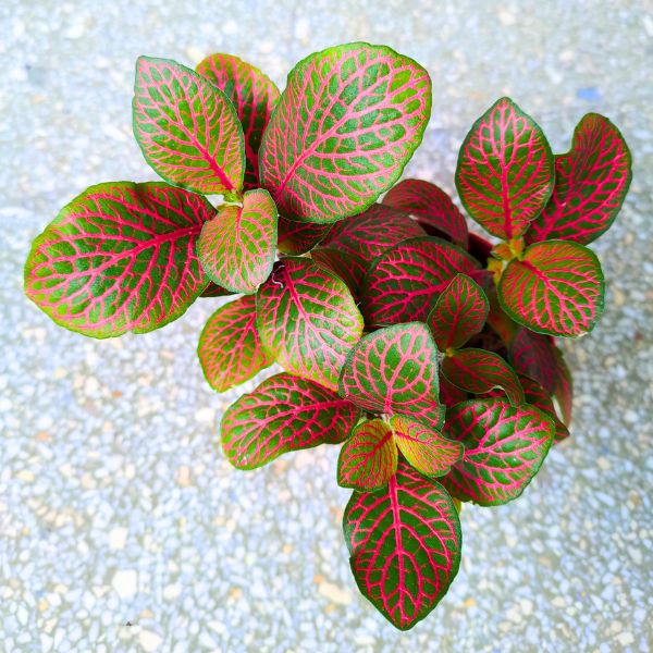 fittonia mosaic red (5) Fittonia Mosaic Red - łatwa w uprawie - obrazek 1
