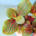 Fittonia Mosaic Red - łatwa w uprawie - obrazek 2
