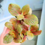 Fittonia Mosaic Red - łatwa w uprawie - obrazek 8