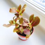 Fittonia Mosaic Red - łatwa w uprawie - obrazek 7