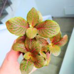 Fittonia Mosaic Red - łatwa w uprawie - obrazek 6