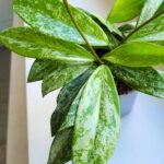 Hoja / Hoya Silverspot - obrazek 7