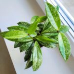 Hoja / Hoya Silverspot - obrazek 6