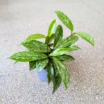 Hoja / Hoya Silverspot - obrazek 11