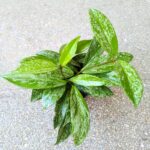 Hoja / Hoya Silverspot
