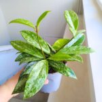 Hoja / Hoya Silverspot - obrazek 9