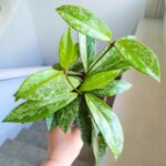 Hoja / Hoya Silverspot - obrazek 8