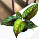 Calathea Beauty Star S / Kalatea - obrazek 2