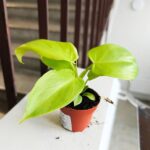 Filodendron / Philodendron Golden Violin r. S