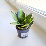 Sansewieria / Sansevieria hahni Superstar - obrazek 8