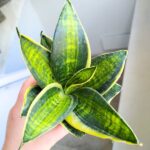 Sansewieria / Sansevieria hahni Superstar - obrazek 7