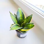 Sansewieria / Sansevieria hahni Superstar - obrazek 6