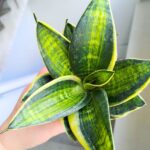 Sansewieria / Sansevieria hahni Superstar - obrazek 10